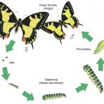 Lekcja biologii – cykl rozwojowy motyla (metamorfoza)